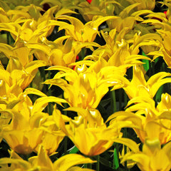 Tulip Bulbs West Point Blooms Species Growing Bonsai Roots Rhizomes Corms Tubers Potted Planting Reblooming Fragrant Garden Flower Seeds Plant