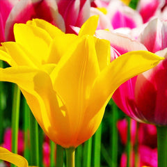 Tulip Bulbs West Point Blooms Species Growing Bonsai Roots Rhizomes Corms Tubers Potted Planting Reblooming Fragrant Garden Flower Seeds Plant