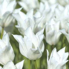 Tulip Bulbs Tuxedo Party Collection Blooms Species Growing Bonsai Roots Rhizomes Corms Tubers Potted Planting Reblooming Fragrant Garden Flower Seeds Plant