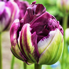 Tulip Bulbs Blue Wow Blooms Species Growing Bonsai Roots Rhizomes Corms Tubers Potted Planting Reblooming Fragrant Garden Flower Seeds Plant