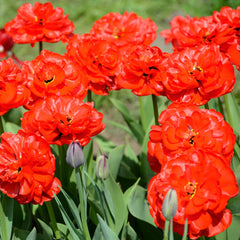 Tulip Bulbs Abba  Blooms Species Growing Bonsai Roots Rhizomes Corms Tubers Potted Planting Reblooming Fragrant Garden Flower Seeds Plant