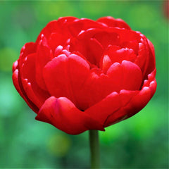 Tulip Bulbs Abba  Blooms Species Growing Bonsai Roots Rhizomes Corms Tubers Potted Planting Reblooming Fragrant Garden Flower Seeds Plant