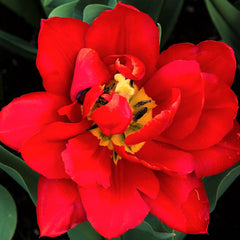 Tulip Bulbs Abba  Blooms Species Growing Bonsai Roots Rhizomes Corms Tubers Potted Planting Reblooming Fragrant Garden Flower Seeds Plant