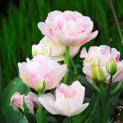 Tulip Bulbs Mountain Mist Collection Blooms Species Growing Bonsai Roots Rhizomes Corms Tubers Potted Planting Reblooming Fragrant Garden Flower Seeds Plant