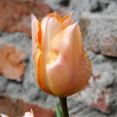Tulip  Bulbs Apricot BeautyBlooms Species Growing Bonsai Roots Rhizomes Corms Tubers Potted Planting Reblooming Fragrant Garden Flower Seeds Plant