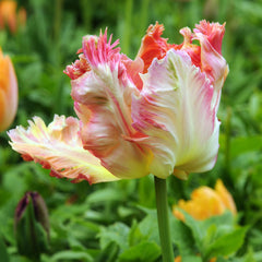 Tulip Bulbs Apricot Parrot Blooms Species Growing Bonsai Roots Rhizomes Corms Tubers Potted Planting Reblooming Fragrant Garden Flower Seeds Plant - Seedsplant