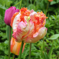 Tulip Bulbs Jungle Parrot Mix Blooms Species Growing Bonsai Roots Rhizomes Corms Tubers Potted Planting Reblooming Fragrant Garden Flower Seeds Plant