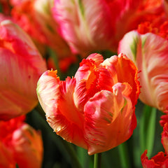 Tulip Bulbs Apricot Parrot Blooms Species Growing Bonsai Roots Rhizomes Corms Tubers Potted Planting Reblooming Fragrant Garden Flower Seeds Plant - Seedsplant