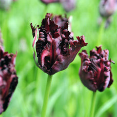 Tulip Bulbs Black Parrot Blooms Species Growing Bonsai Roots Rhizomes Corms Tubers Potted Planting Reblooming Fragrant Garden Flower Seeds Plant