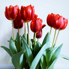Tulip Bulbs Couleur Cardinal Blooms Species Growing Bonsai Roots Rhizomes Corms Tubers Potted Planting Reblooming Fragrant Garden Flower Seeds Plant