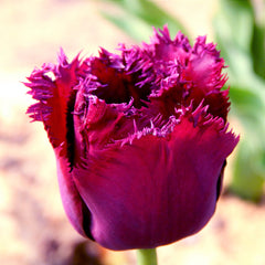 Tulip Bulbs Curly Sue (Fringed) Blooms Species Growing Bonsai Roots Rhizomes Corms Tubers Potted Planting Reblooming Fragrant Garden Flower Seeds Plant