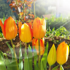 Tulip Bulbs Daydream Blooms Species Growing Bonsai Roots Rhizomes Corms Tubers Potted Planting Reblooming Fragrant Garden Flower Seeds Plant