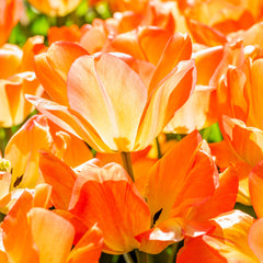 Tulip Bulbs Daydream Blooms Species Growing Bonsai Roots Rhizomes Corms Tubers Potted Planting Reblooming Fragrant Garden Flower Seeds Plant