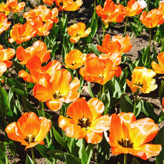 Tulip Bulbs Daydream Blooms Species Growing Bonsai Roots Rhizomes Corms Tubers Potted Planting Reblooming Fragrant Garden Flower Seeds Plant