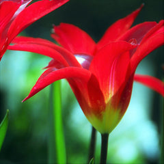 Tulip Bulbs Dyanito Blooms Species Growing Bonsai Roots Rhizomes Corms Tubers Potted Planting Reblooming Fragrant Garden Flower Seeds Plant