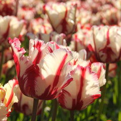 Tulip Bulbs Estella Rijnveld Parrot  Blooms Species Growing Bonsai Roots Rhizomes Corms Tubers Potted Planting Reblooming Fragrant Garden Flower Seeds Plant - Seedsplant