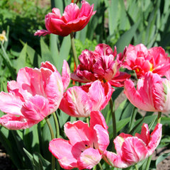Tulip Bulbs Fantasy Parrot Blooms Species Growing Bonsai Roots Rhizomes Corms Tubers Potted Planting Reblooming Fragrant Garden Flower Seeds Plant