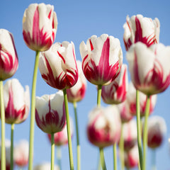 Tulip Bulbs Flaming Kiss  Blooms Species Growing Bonsai Roots Rhizomes Corms Tubers Potted Planting Reblooming Fragrant Garden Flower Seeds Plant