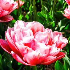 Tulip Bulbs Foxtrot Blooms Species Growing Bonsai Roots Rhizomes Corms Tubers Potted Planting Reblooming Fragrant Garden Flower Seeds Plant
