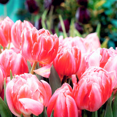 Tulip Bulbs Foxtrot Blooms Species Growing Bonsai Roots Rhizomes Corms Tubers Potted Planting Reblooming Fragrant Garden Flower Seeds Plant