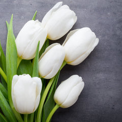Tulip Bulbs Francoise Blooms Species Growing Bonsai Roots Rhizomes Corms Tubers Potted Planting Reblooming Fragrant Garden Flower Seeds Plant