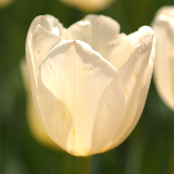 Tulip Bulbs Francoise Blooms Species Growing Bonsai Roots Rhizomes Corms Tubers Potted Planting Reblooming Fragrant Garden Flower Seeds Plant