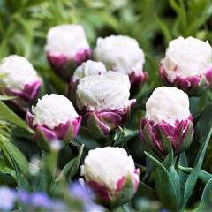 Tulip Bulbs Ice Cream Blooms Species Growing Bonsai Roots Rhizomes Corms Tubers Potted Planting Reblooming Fragrant Garden Flower Seeds Plant