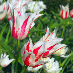 Tulip Bulbs Marilyn Blooms Species Growing Bonsai Roots Rhizomes Corms Tubers Potted Planting Reblooming Fragrant Garden Flower Seeds Plant