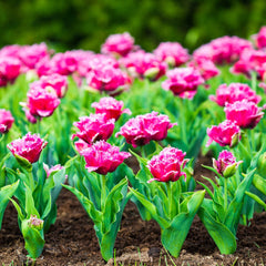 Tulip Bulbs Mascotte (Fringed) Blooms Species Growing Bonsai Roots Rhizomes Corms Tubers Potted Planting Reblooming Fragrant Garden Flower Seeds Plant