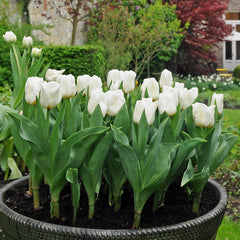 Tulip Bulbs Maureen Blooms Species Growing Bonsai Roots Rhizomes Corms Tubers Potted Planting Reblooming Fragrant Garden Flower Seeds Plant