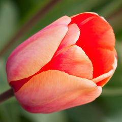 Tulip Bulbs Menton Blooms Species Growing Bonsai Roots Rhizomes Corms Tubers Potted Planting Reblooming Fragrant Garden Flower Seeds Plant - Seedsplant