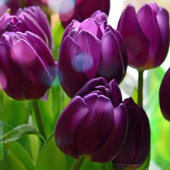 Tulip Bulbs Negrita Blooms Species Growing Bonsai Roots Rhizomes Corms Tubers Potted Planting Reblooming Fragrant Garden Flower Seeds Plant