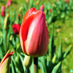 Tulip Bulbs Red Parade Blooms Species Growing Bonsai Roots Rhizomes Corms Tubers Potted Planting Reblooming Fragrant Garden Flower Seeds Plant