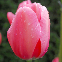 Tulip Bulbs Pink Impression Blooms Species Growing Bonsai Roots Rhizomes Corms Tubers Potted Planting Reblooming Fragrant Garden Flower Seeds Plant - Seedsplant