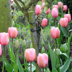 Tulip Bulbs Pink Impression Blooms Species Growing Bonsai Roots Rhizomes Corms Tubers Potted Planting Reblooming Fragrant Garden Flower Seeds Plant - Seedsplant