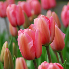 Tulip Bulbs Pink Impression Blooms Species Growing Bonsai Roots Rhizomes Corms Tubers Potted Planting Reblooming Fragrant Garden Flower Seeds Plant - Seedsplant