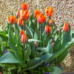 Tulip Bulbs Princess Irene Blooms Species Growing Bonsai Roots Rhizomes Corms Tubers Potted Planting Reblooming Fragrant Garden Flower Seeds Plant
