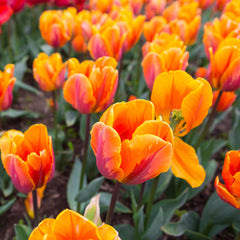 Tulip Bulbs Princess Irene Blooms Species Growing Bonsai Roots Rhizomes Corms Tubers Potted Planting Reblooming Fragrant Garden Flower Seeds Plant