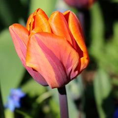 Tulip Bulbs Princess Irene Blooms Species Growing Bonsai Roots Rhizomes Corms Tubers Potted Planting Reblooming Fragrant Garden Flower Seeds Plant