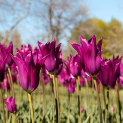 Tulip Bulbs Purple Dream Blooms Species Growing Bonsai Roots Rhizomes Corms Tubers Potted Planting Reblooming Fragrant Garden Flower Seeds Plant