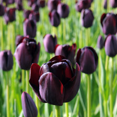 Tulip Bulbs Tuxedo Party Collection Blooms Species Growing Bonsai Roots Rhizomes Corms Tubers Potted Planting Reblooming Fragrant Garden Flower Seeds Plant