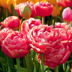 Tulip Bulbs Renown's Unique Blooms Species Growing Bonsai Roots Rhizomes Corms Tubers Potted Planting Reblooming Fragrant Garden Flower Seeds Plant - Seedsplant