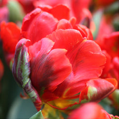 Tulip Bulbs Renown's Unique Blooms Species Growing Bonsai Roots Rhizomes Corms Tubers Potted Planting Reblooming Fragrant Garden Flower Seeds Plant - Seedsplant