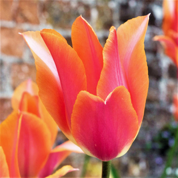 Tulip Bulbs Perestroyka Blooms Species Growing Bonsai Roots Rhizomes Corms Tubers Potted Planting Reblooming Fragrant Garden Flower Seeds Plant