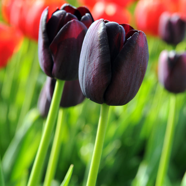 Tulip Bulbs Queen of Night Blooms Species Growing Bonsai Roots Rhizomes Corms Tubers Potted Planting Reblooming Fragrant Garden Flower Seeds Plant