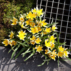 Tulip Bulbs Dasystemon Tarda Blooms Species Growing Bonsai Roots Rhizomes Corms Tubers Potted Planting Reblooming Fragrant Garden Flower Seeds Plant - Seedsplant