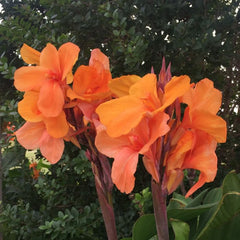Tangelo Canna Bulbs Perennial Growing Bonsai Roots Rhizomes Corms Tubers Potted Planting Reblooming Fragrant Garden Species Blooms Flower Seeds Plant Gardening
