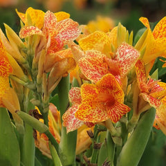 Tenerife Canna Bulbs Perennial Growing Bonsai Roots Rhizomes Corms Tubers Potted Planting Reblooming Fragrant Garden Species Blooms Flower Seeds Plant Gardening - Seedsplant