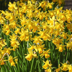Tiny Dancers Daffodil Narcissus Bulbs Blooms Species Growing Bonsai Roots Rhizomes Corms Tubers Potted Planting Reblooming Fragrant Garden Flower Seeds Plant