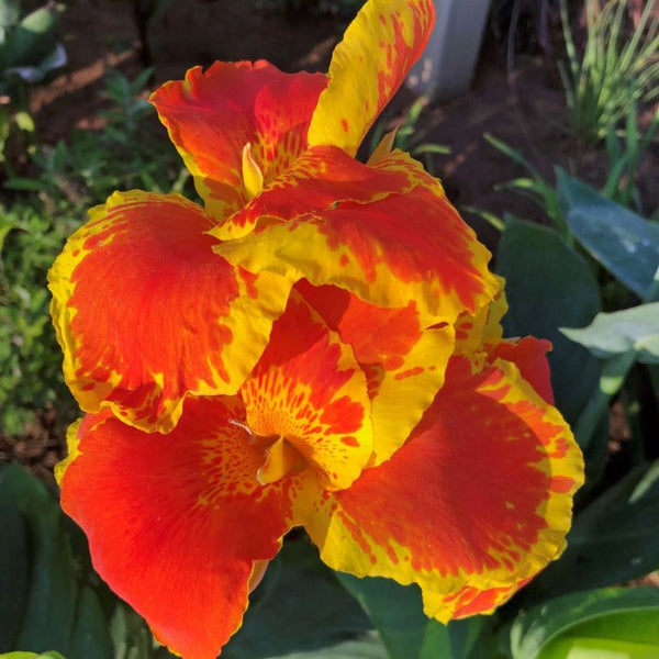Thai Sunray Canna Bulbs Perennial Growing Bonsai Roots Rhizomes Corms ...